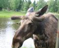 images/Schweden/Schweden 2012/IMG_0745.jpg